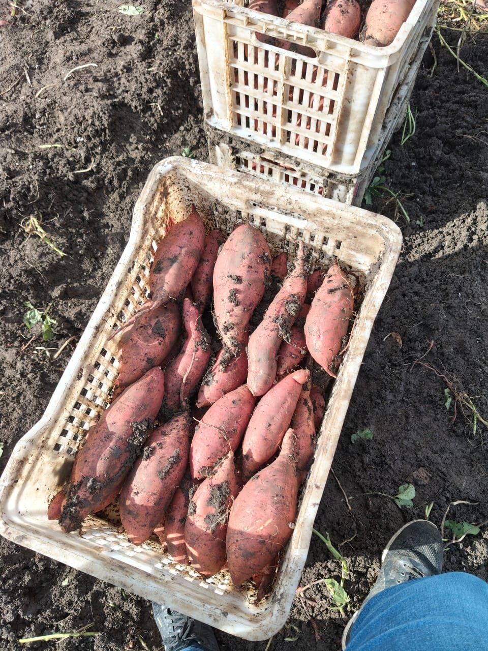 Fresh Egyptian sweet potatoes collected at harvest