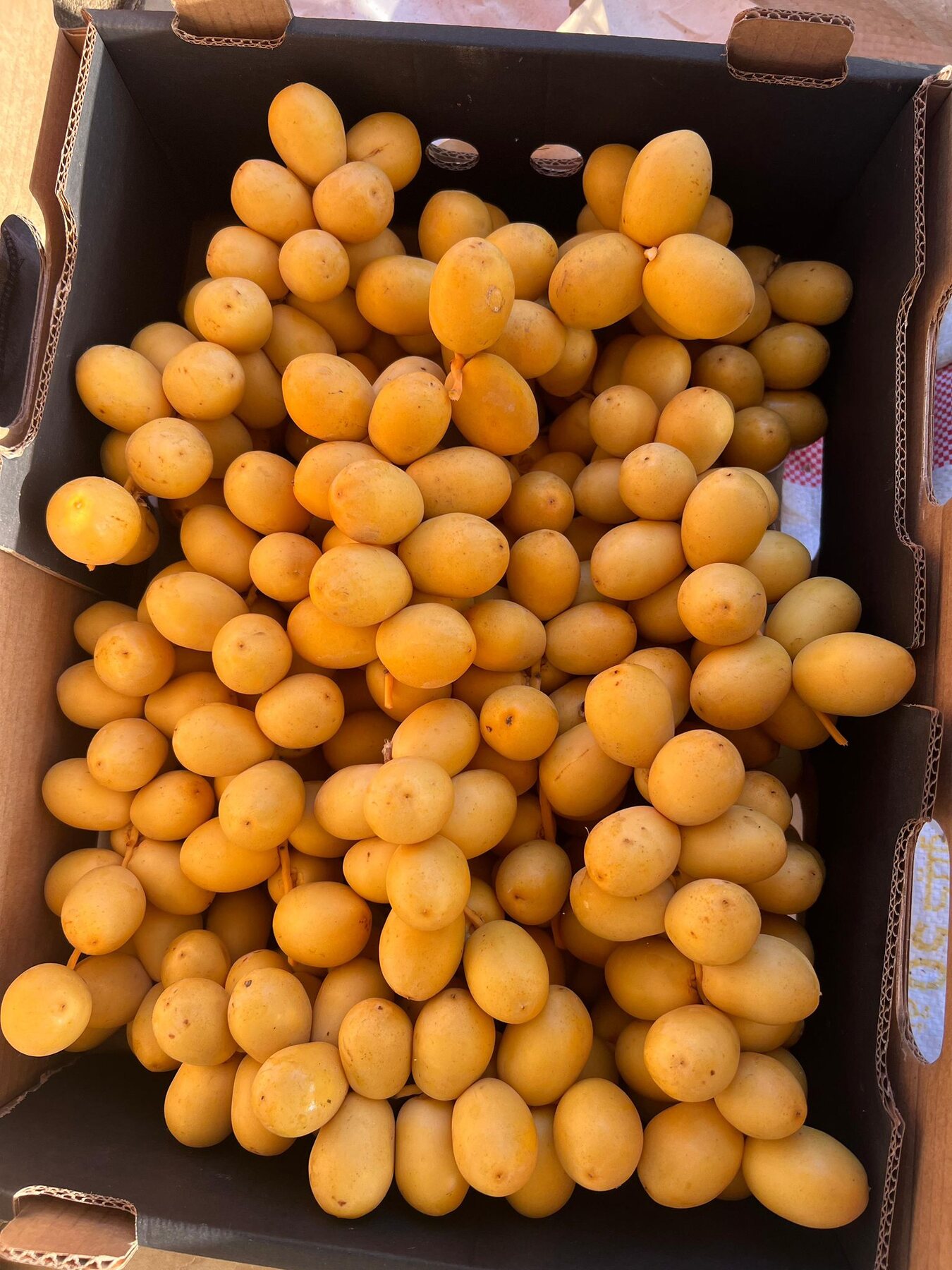 Egyptian Barhi Dates supplied by KEMET