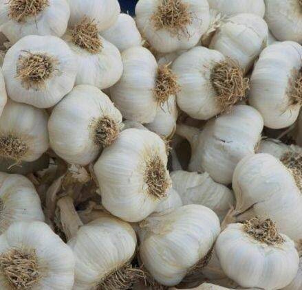Fresh Garlic supplied by KEMET